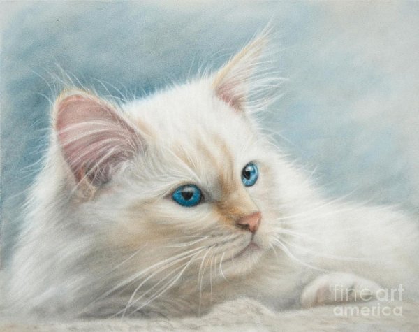 Белый кот пастелью