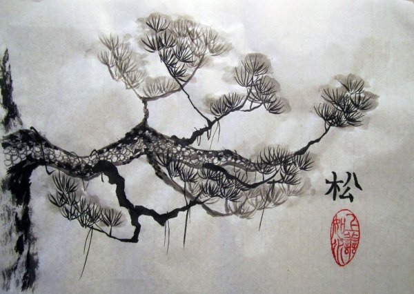 Сосна гохуа