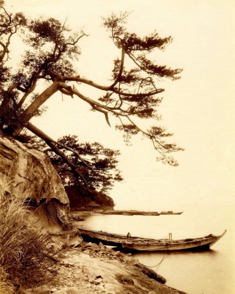 Дерево в японском стиле