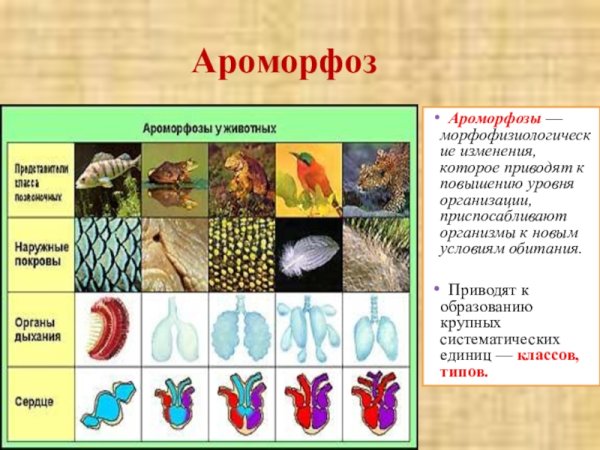 Ароморфозы эволюционные изменения