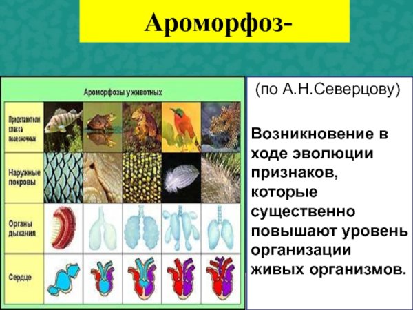 Ароморфоз это в биологии