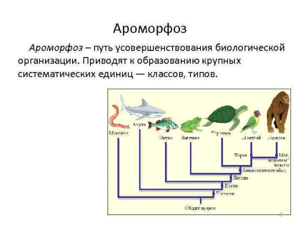 Ароморфоз примеры