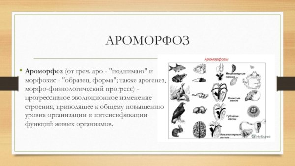 Ароморфоз примеры у животных
