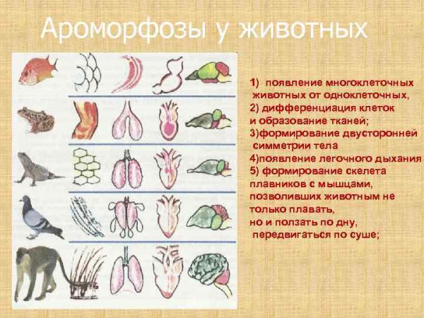 Примеры ароморфоза у растений