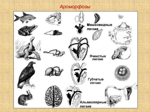 Таксономические группы животных в процессе эволюции