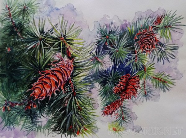 Сосновая ветка акварель