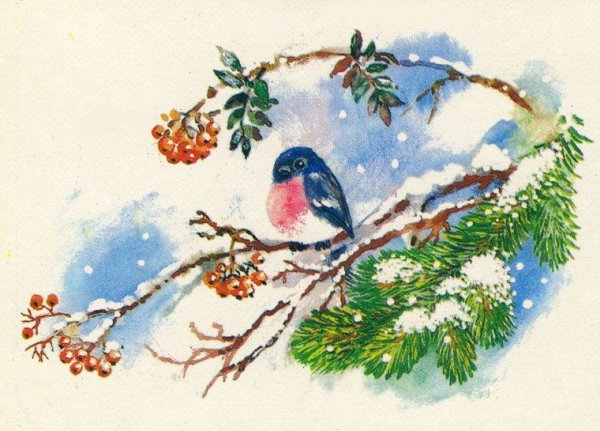 Снегирь на еловой ветке