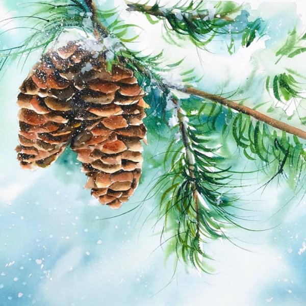 Шишки акварель