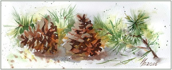 Еловые ветви акварель