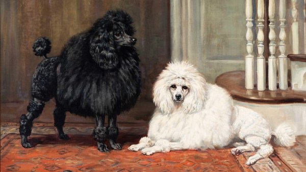 Пудель =Хачатуряна