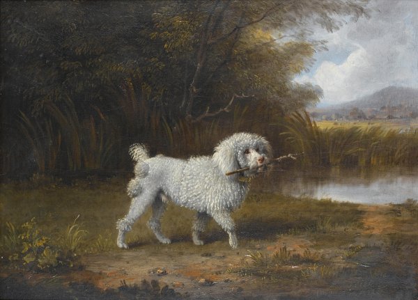 Пудель Арто