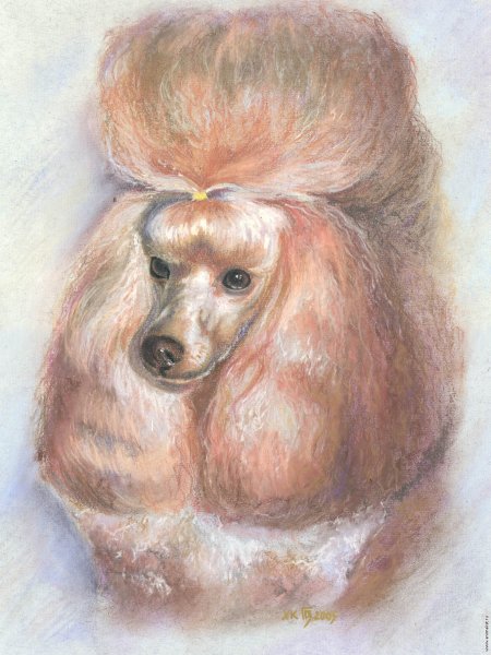 Пудель пастелью