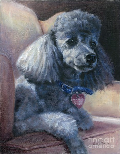 Пудель карликовый арт