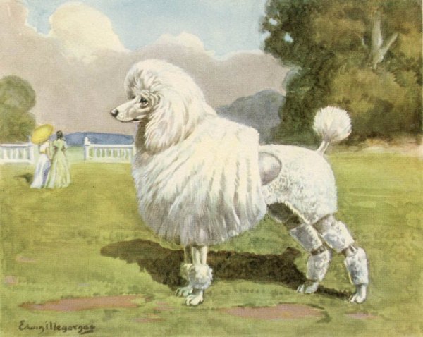 Королевский пудель арт