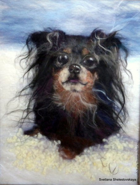 Шелти шерстяная