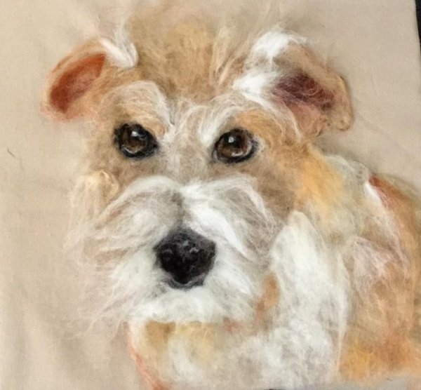 Собака с радужной шерстью