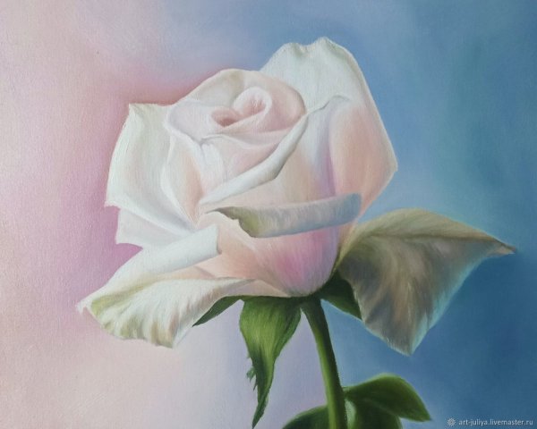 Белые розы маслом