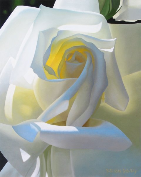 Картина белая роза