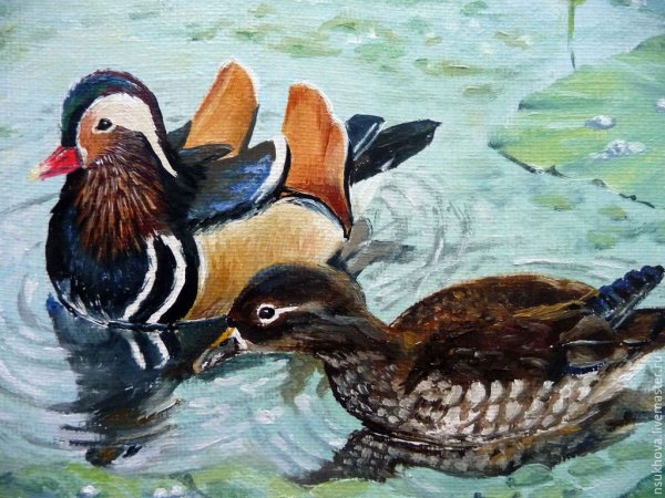 Уточки мандаринки картины маслом