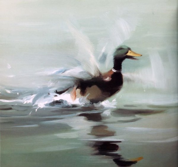 Утка акварелью