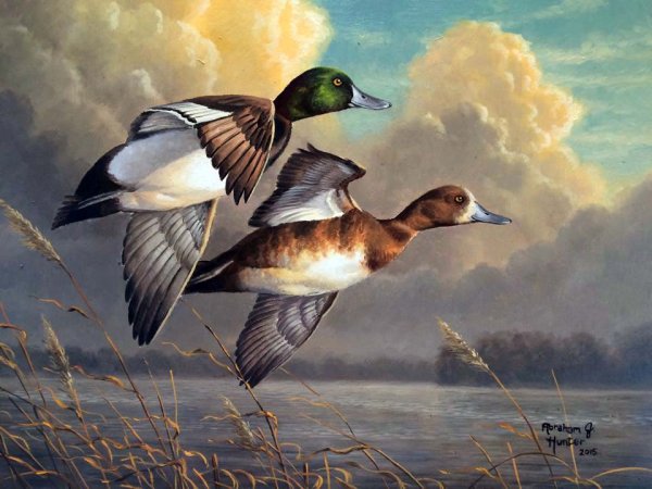 Дикие утки охота