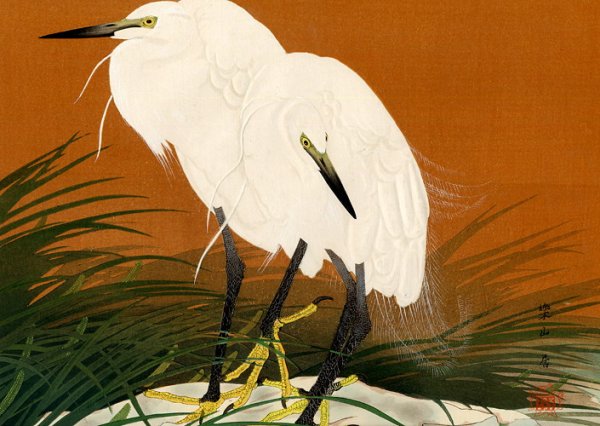 Белые Цапли акварель