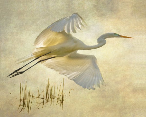 Цапля в китайской живописи