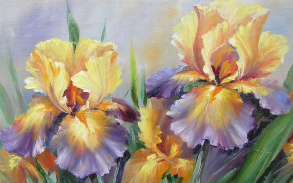 Давид Манакьян ирисы