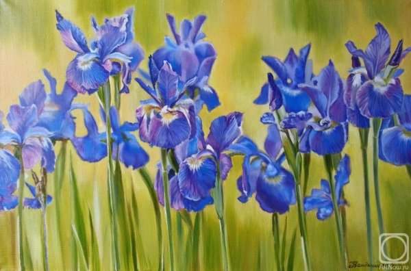Олег Буйко ирисы