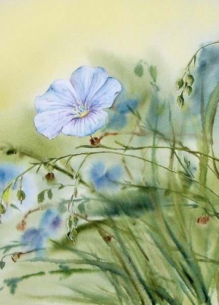 Лютик полевой акварель