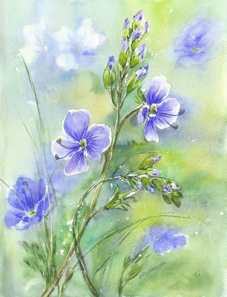 Maria Roszkowska Watercolor акварель цветы