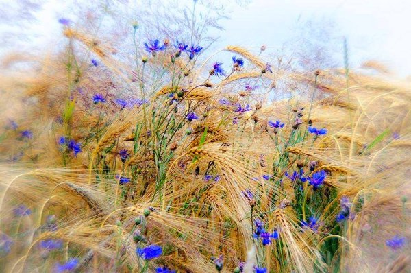 Поле с васильками