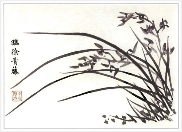 Дикая Орхидея сумиэ