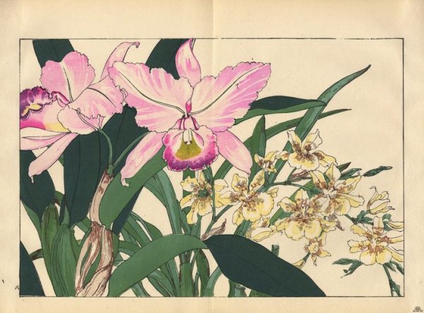 Конана Танигами художник