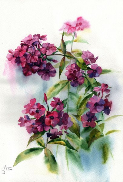 Цветы акварель Анастасии Бесединой