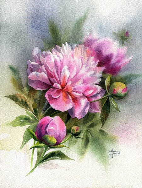 Пионы акварель Анастасия Беседина