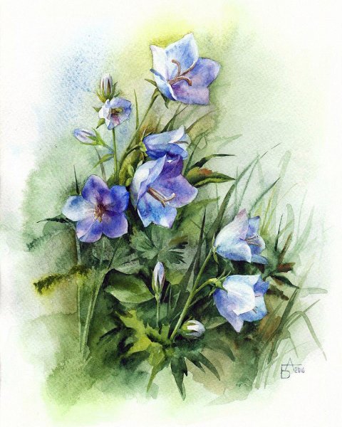 Цветы акварель Анастасии Бесединой
