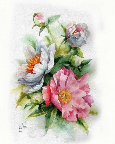 Пионы акварель Анастасия Беседина