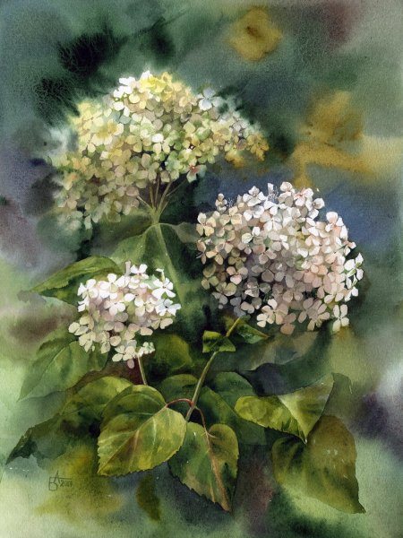 Анастасия Беседина акварель сирень