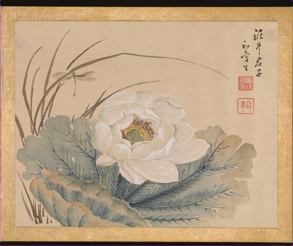 Лотос китайская гравюра