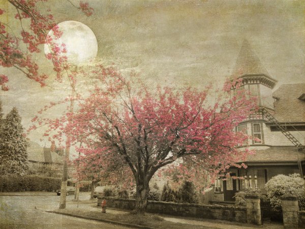 Япония 19 век Сакура