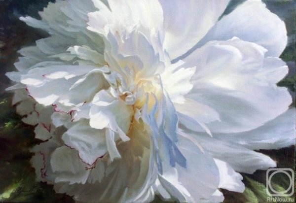 Пионы Чувашов Олег