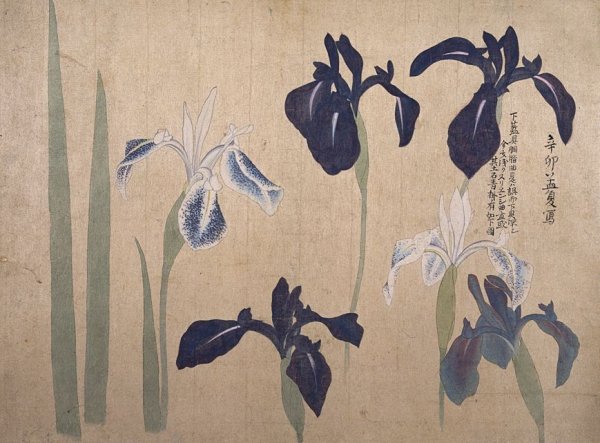 Ирис японская живопись сумие