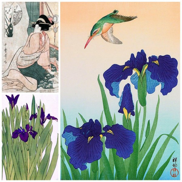 Огата Корин ирисы