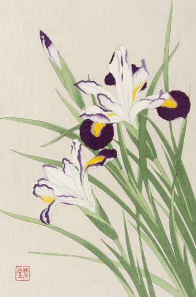 Ирис японская Ксилография