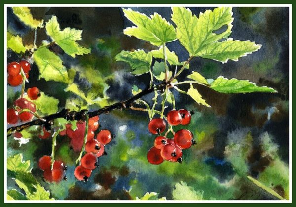 Красная смородина живопись