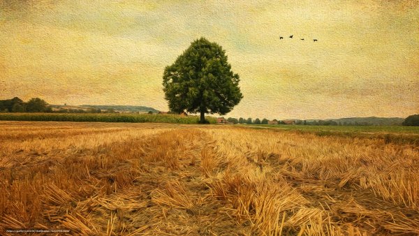 Поле пшеничное Репин