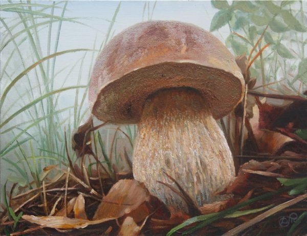 Тихов Дмитрий грибы