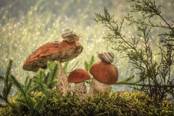 Пейзаж с грибами