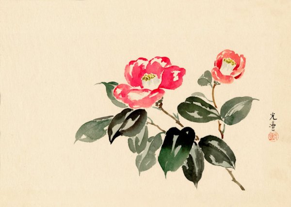 Камелия японская арт